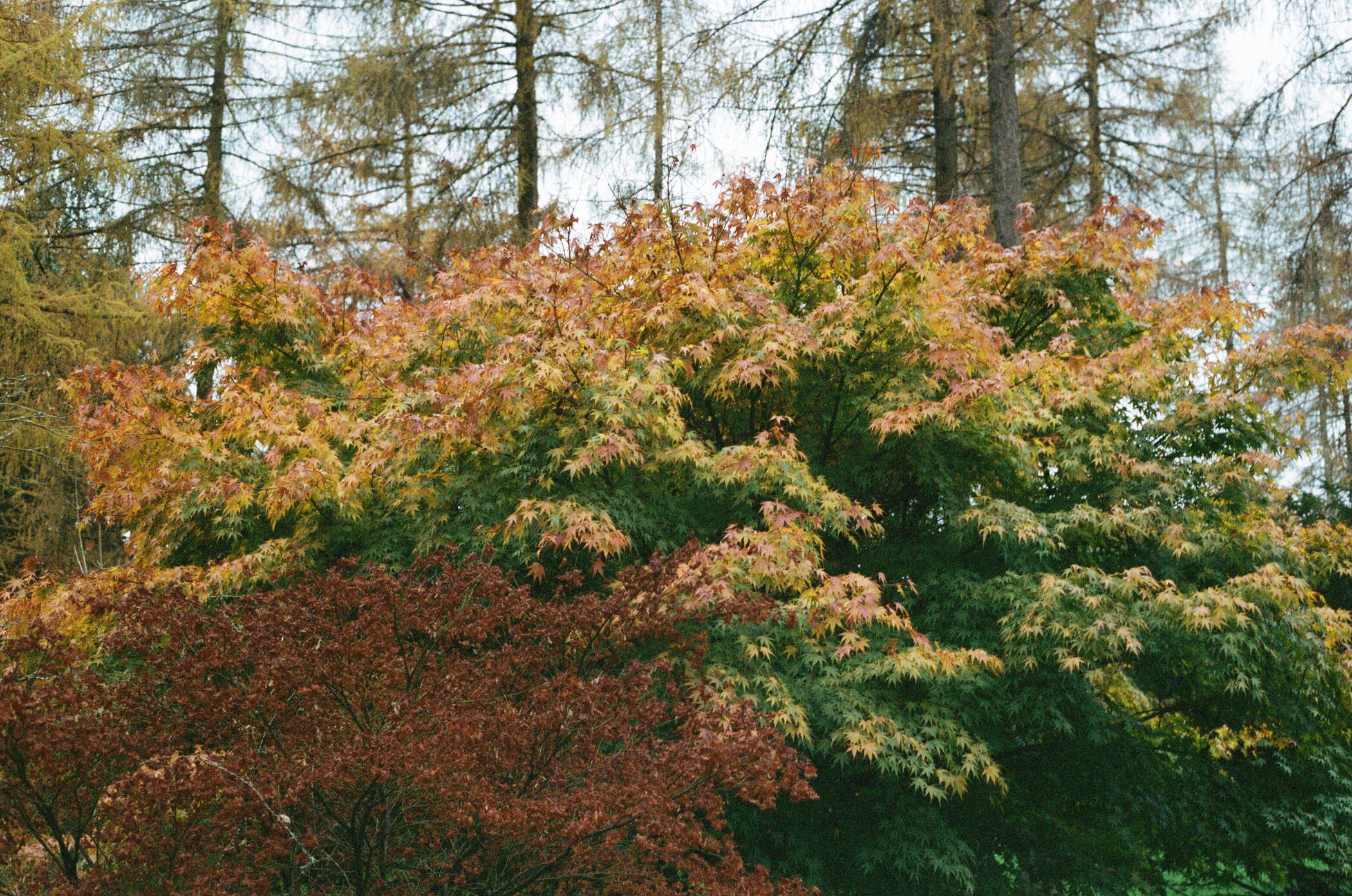 A selection of autumnal trees. A small red tree in the foreground, in the background a tree turning from green to orange leaves.