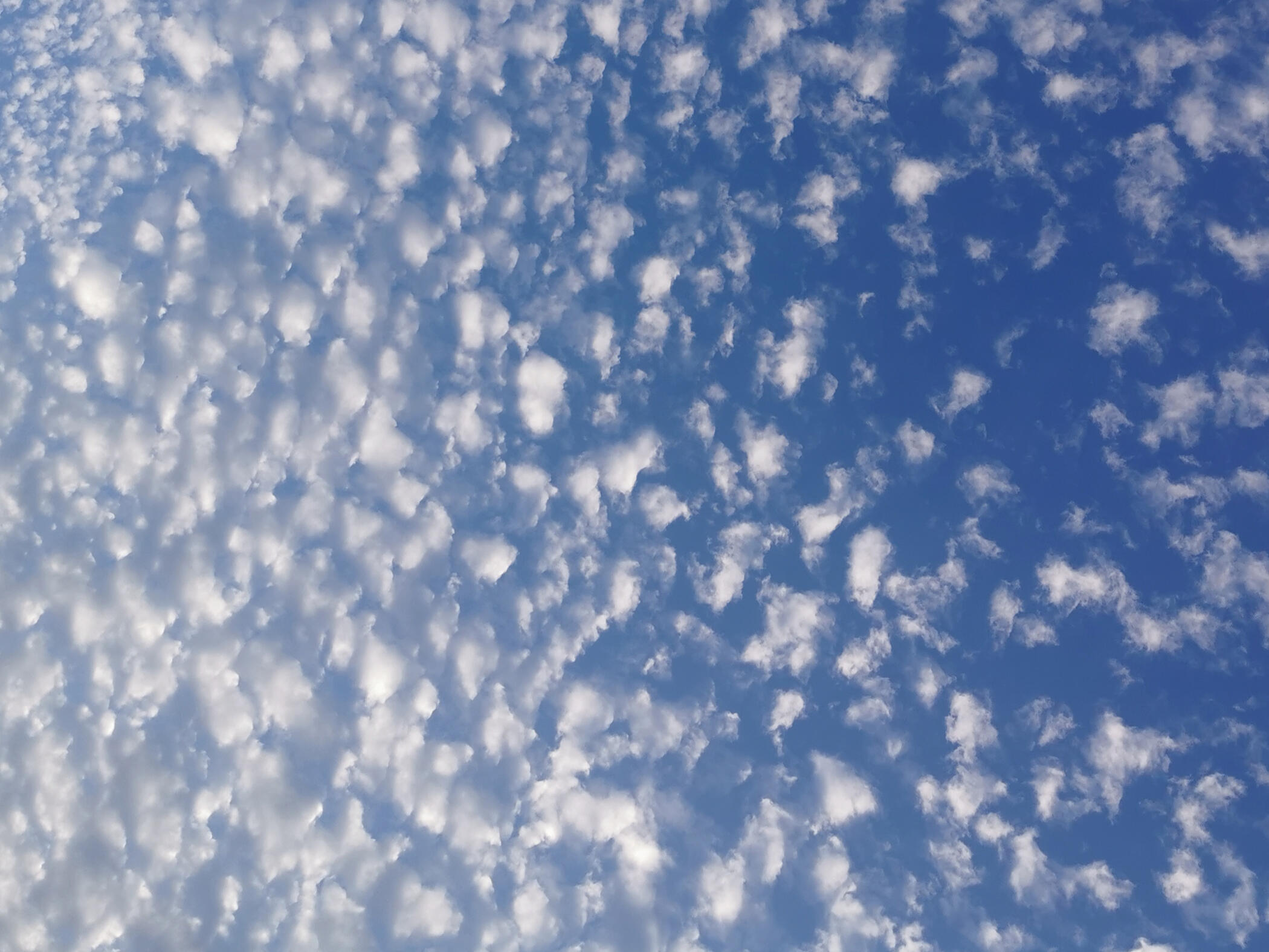 A bright blue sky with small fluffy white clouds across it.